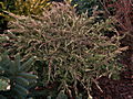 Juniperus communis Spotty Spreader IMG_8315 Jałowiec pospolity